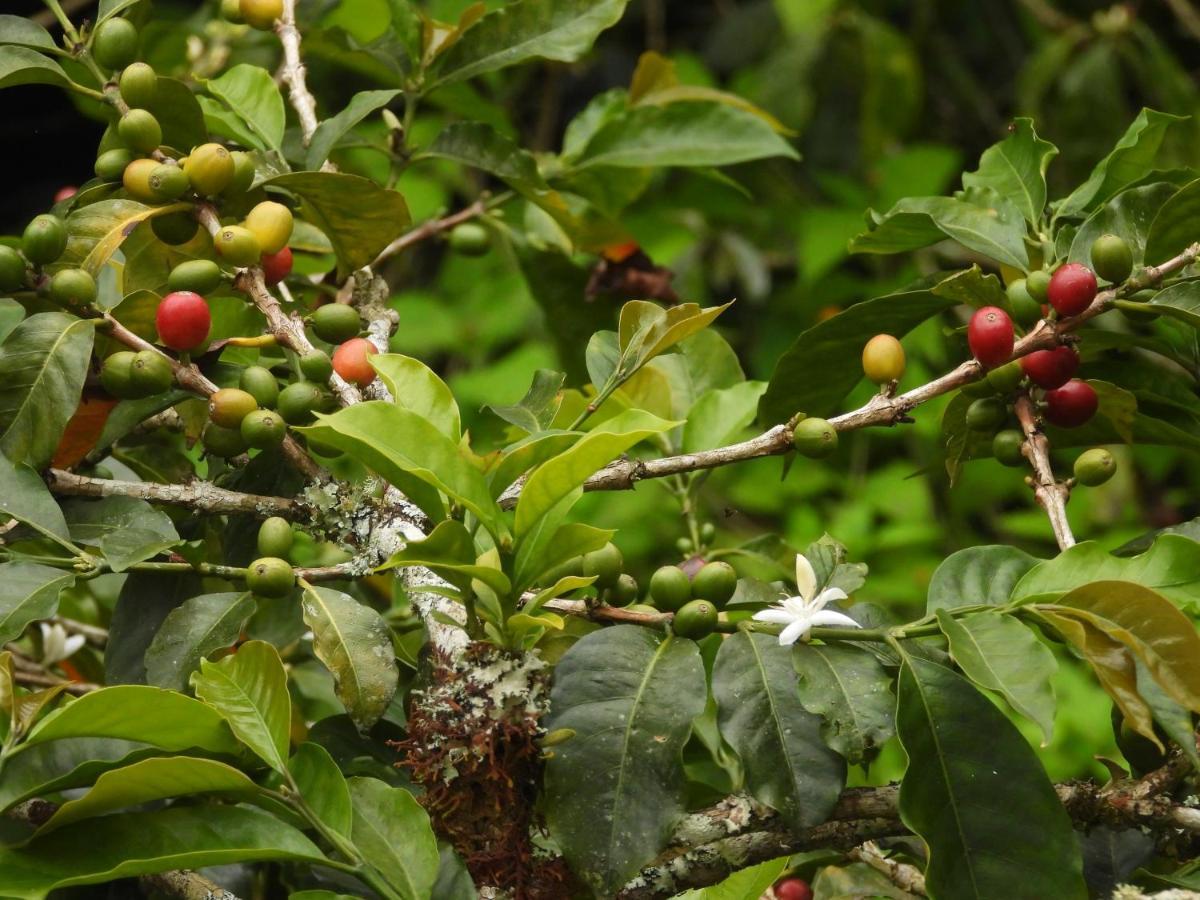 Finca Tradicional El Otono Pijao Esterno foto